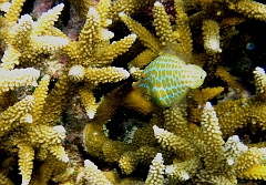 IMG_7787rc_Maldives_Madoogali_Poisson lime a taches orange ou a long nez-Oxymonacanthus longirostris